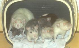 la troupe!